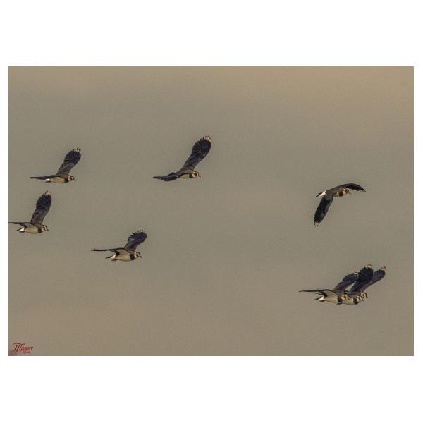 PHOTO84, CLUB, 84 , LUBERON